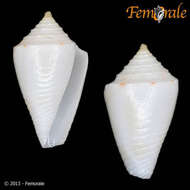 Image of Conasprella Thiele 1929