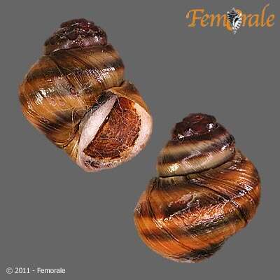 Image of river snails