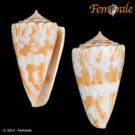 Image of Conus ziczac Megerle von Mühlfeld 1816