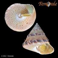 Image of Calliostoma Swainson 1840