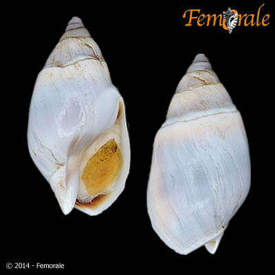 Image of Buccinanops d'Orbigny 1841