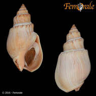 Image of nassa mud snails