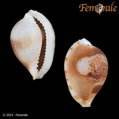 Image de Pseudocypraea Schilder 1927