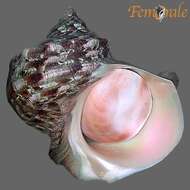 Image of turban snail