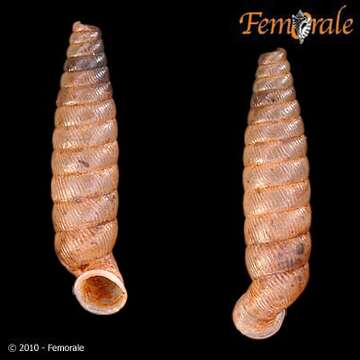 Image of Cochlodinella Pilsbry & Vanatta 1898