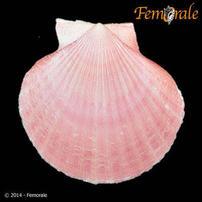 Image of Aequipecten P. Fischer 1886