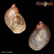 Image of amber snail