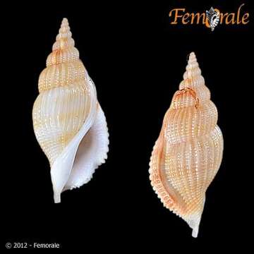 Rostellariidae Gabb 1868 resmi