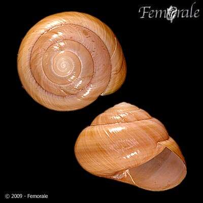 Image of black-faced snails