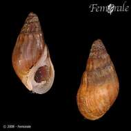 صورة Melanopsidae