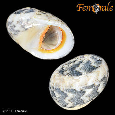 Image of <i>Nerita rumphii</i> Recluz 1841