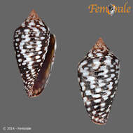 Image of Conasprella allamandi (Petuch 2013)