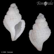 Thalassocyonidae F. Riedel 1995 resmi