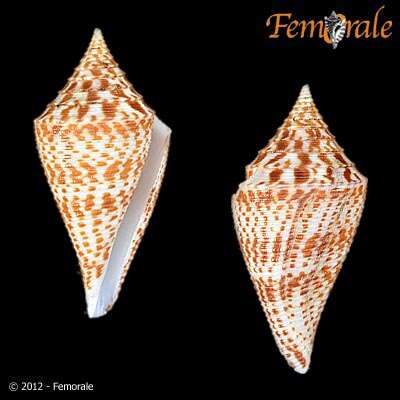 Image of cone snails