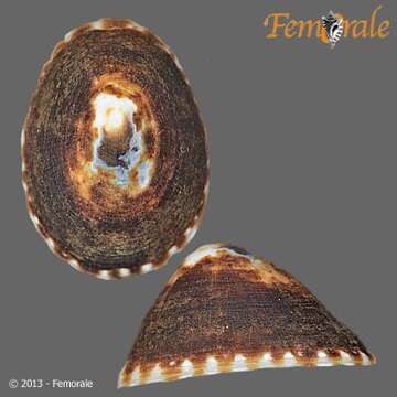 Image of unclassified Gastropoda