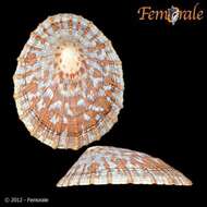 Image of Nacellidae Thiele 1891