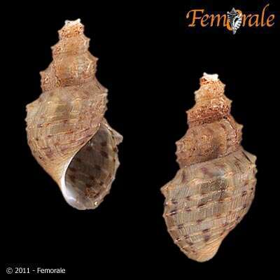 Image of unclassified Gastropoda