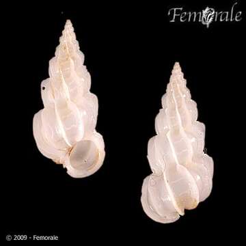 Image of Epitonioidea