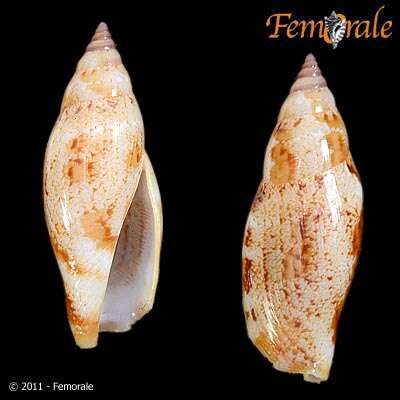 Image of Strombus Linnaeus 1758