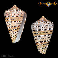 Image of cone snails