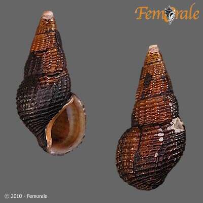 Image of Pachychilidae