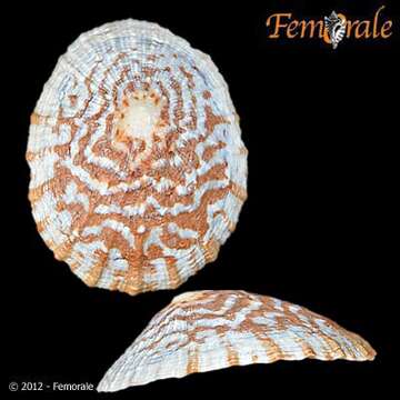 Image of Nacellidae Thiele 1891