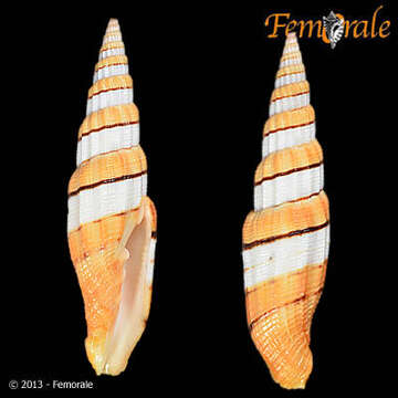 Image of Vexillum filiareginae (J. Cate 1961)