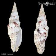 Image of Turbinelloidea Rafinesque 1815