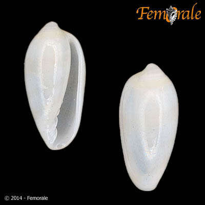 Image of margin snails