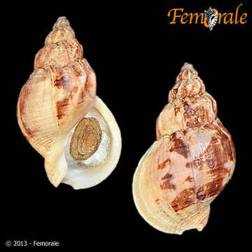 Image of Buccinum Linnaeus 1758