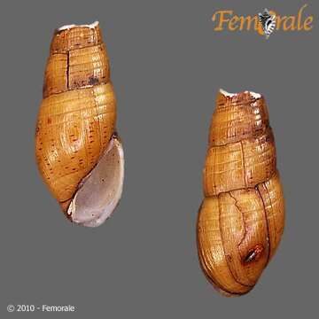 Image of Hemisinidae