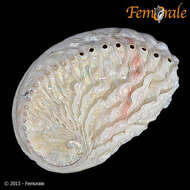 Image of Haliotoidea Rafinesque 1815