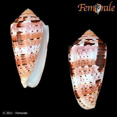 Image of cone snails