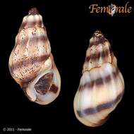 صورة Melanopsidae