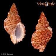 Image of frog shells