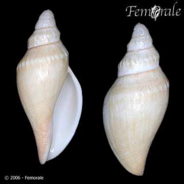 Image of Scaphella Swainson 1832