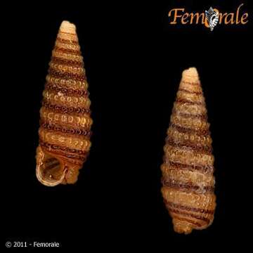 Image of Mastonia cingulifera (Pease 1861)