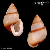 Image of Partula snails