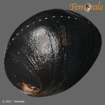 Image of Black Abalone