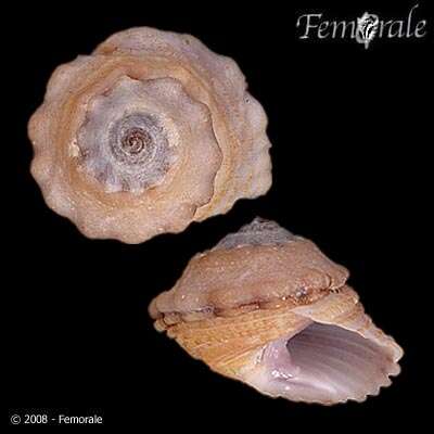 Image of unclassified Gastropoda