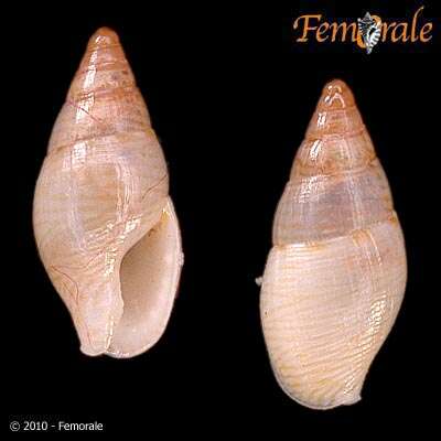 Image of Columbellidae Swainson 1840