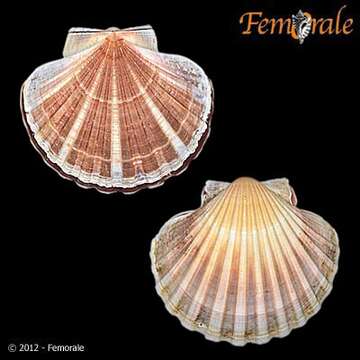 صورة Pecten O. F. Müller 1776