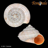 Image of Pomatiidae