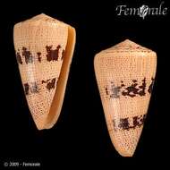 Image of cone snails