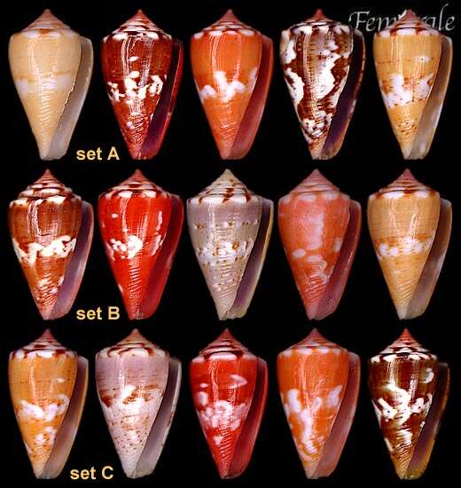 Image of Conus ziczac Megerle von Mühlfeld 1816