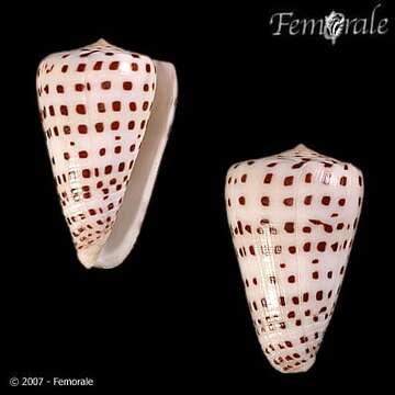 Image of Conus Linnaeus 1758