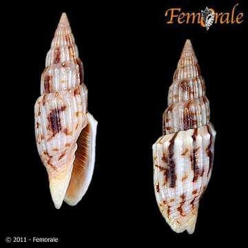 Image de <i>Vexillum roratum</i> (Gould 1850)