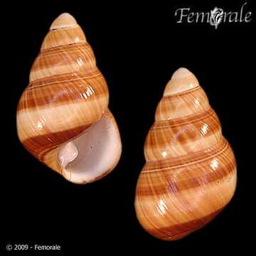 Imagem de <i>Achatinella bellula</i>