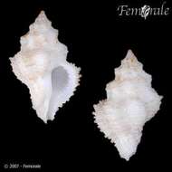 Image of Babelomurex Coen 1922