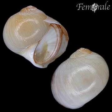 Image of moon snail